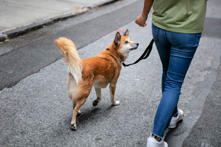 Dog Training Whitby, Ajax, Oshawa, Brooklin, Durham Region, Ontario