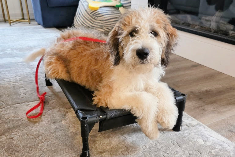 Puppy training private in home lessons Whitby, Ontario